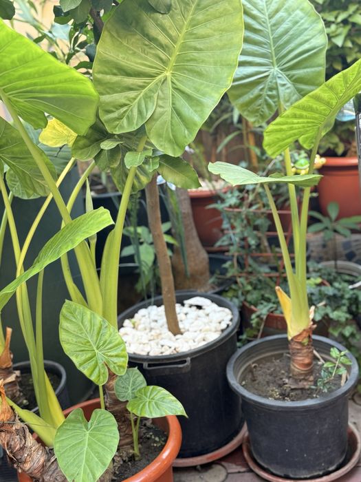 Plante ghiveci colocasia leandru trandafir