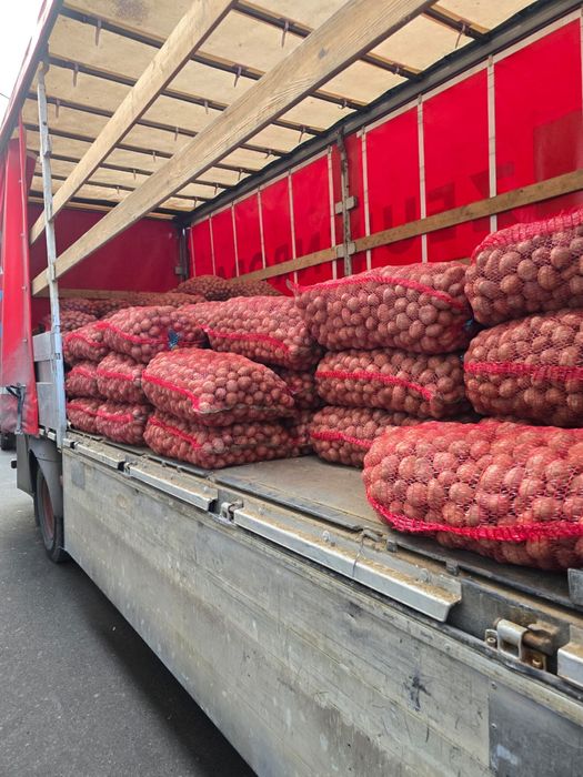 Cartofi de sămânță / pentru animale