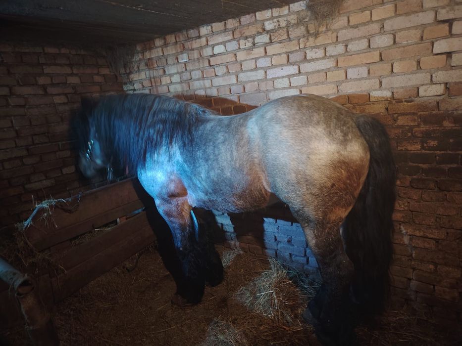 Vand armăsar semi greu