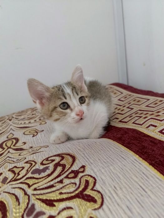 Котенок 1,5 месяц бесплатно в добрые руки. Город Ургенч