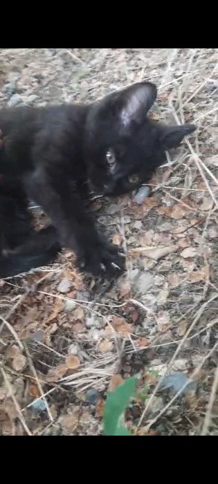 Черный котенок в добрые руки