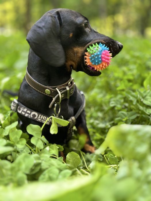 Кузя ищет невесту