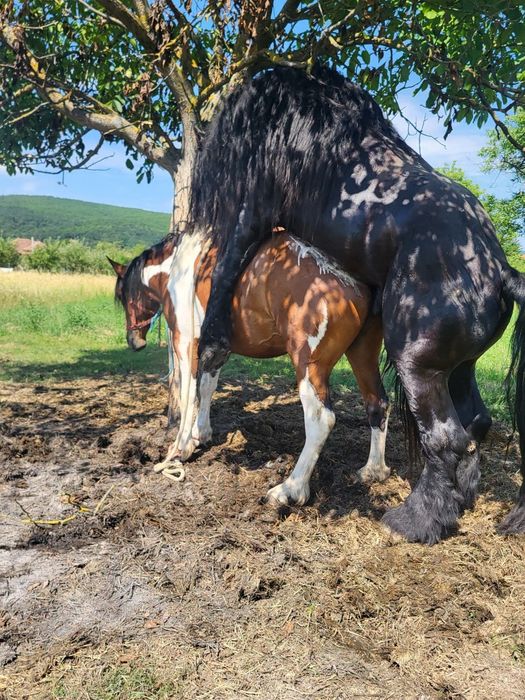De vânzare doua manze