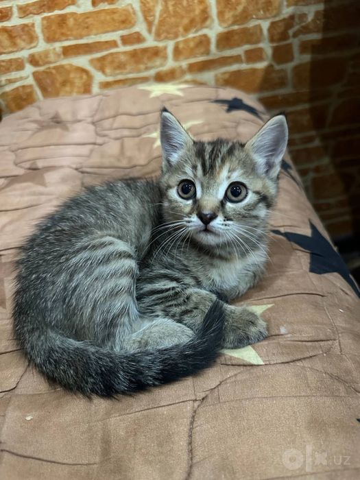 Ласковый котенок ищет любящую семью