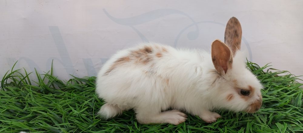 Quyon bolari sotiladi