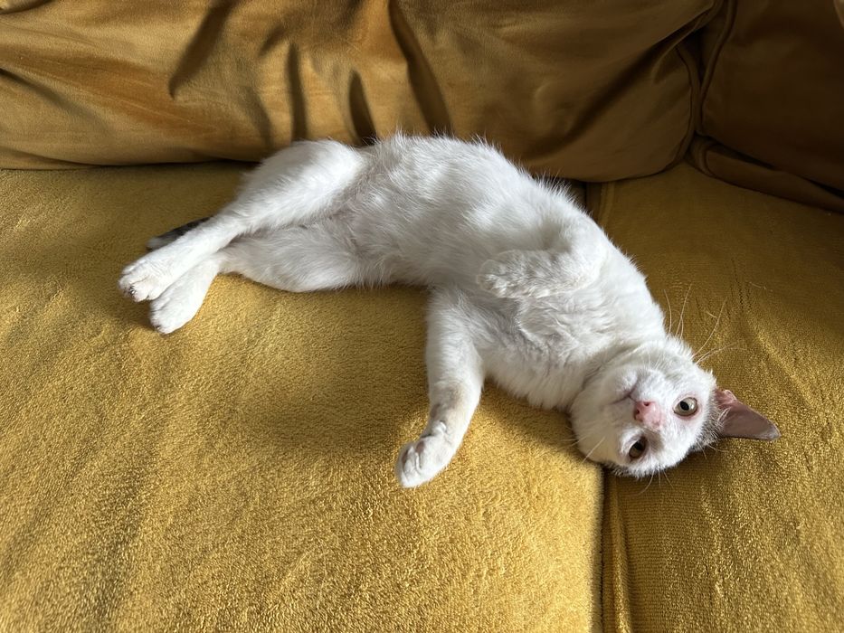 Pui de pisica catre adoptie