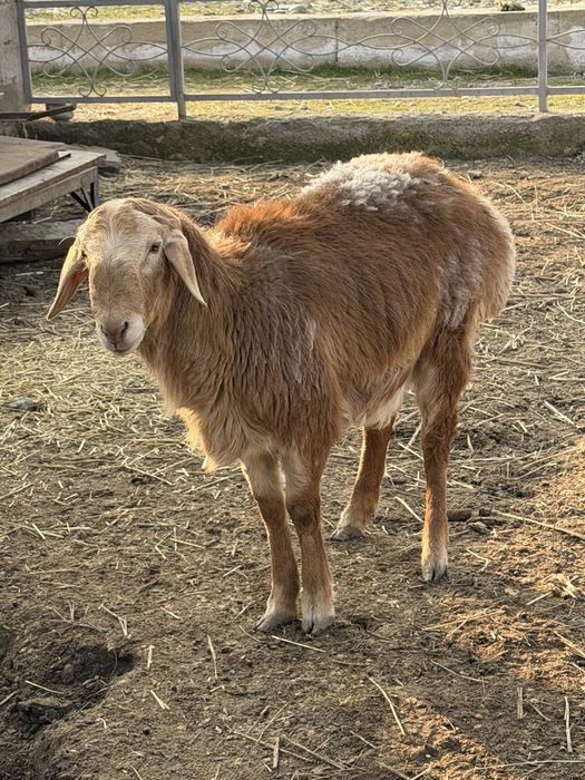 Кошкарик прямой потомок бульдозера
