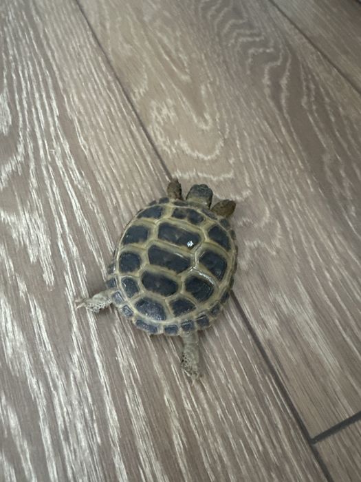 Черепаха сухопутная