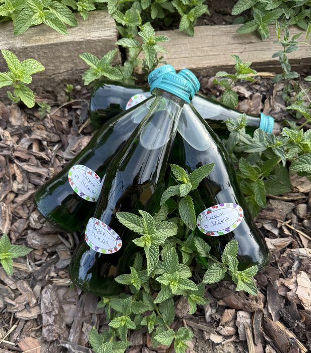 Домашен сироп концентрат от Малини, Мента, Смокини,Мащерка,Маточина