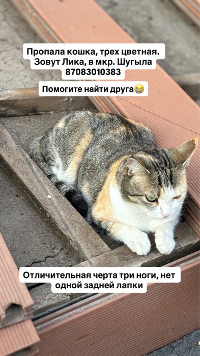 Потерялась кошка