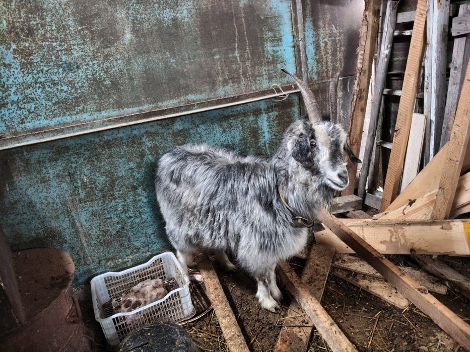 Продам срочно козу