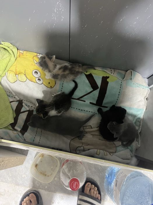 Отдам бесплатно 5котенок