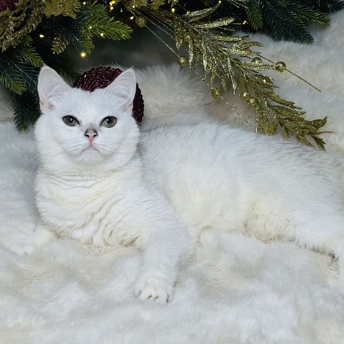 БЕРЕМЕННАЯ британка шиншилла