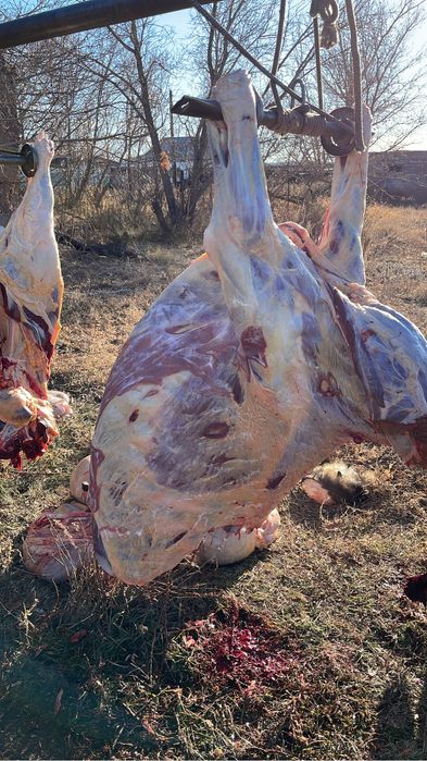 Мякоть без кости,халяль