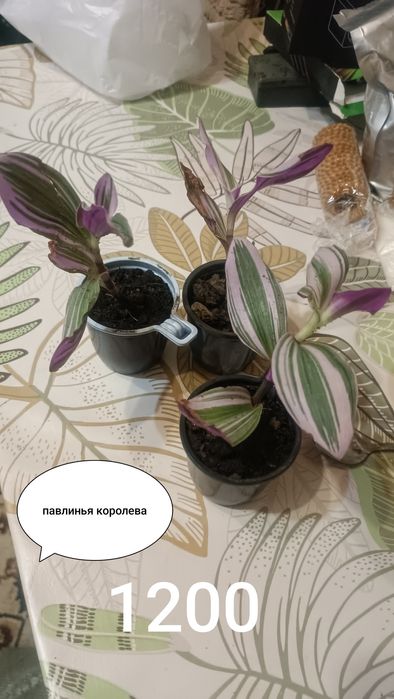 Продам комнатные цветы