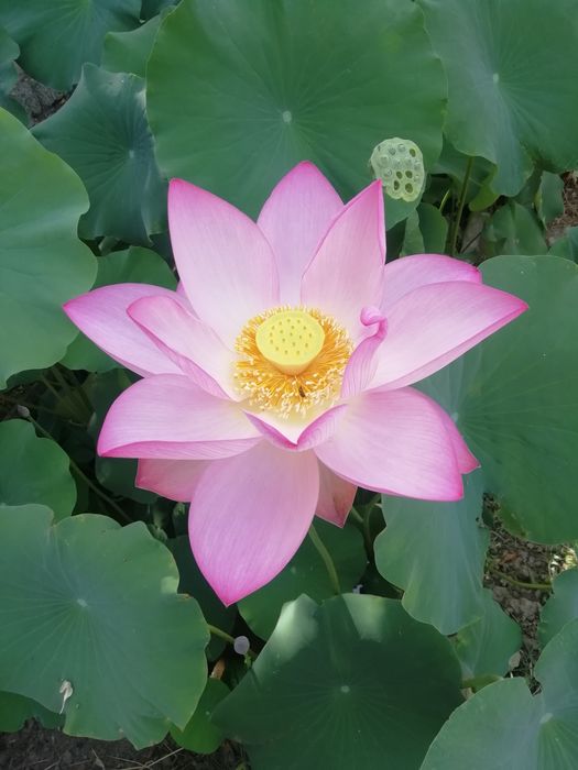 Лотосы очень красивые