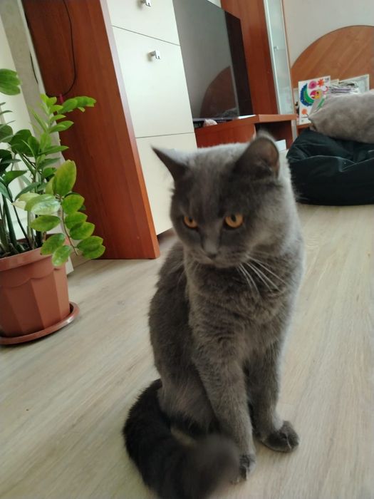 Отдам в хорошие руки