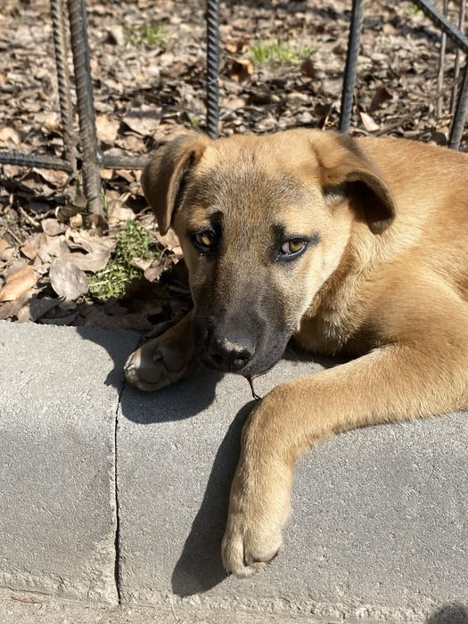 Щенок собака золотинка 3 мес