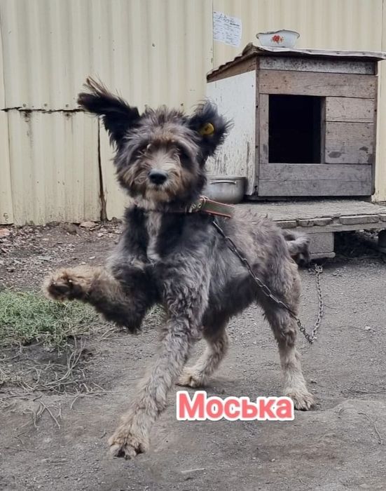 Дарю в добрые и ответственные руки