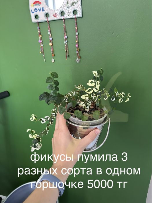 Комнатные растения