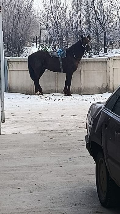 Айғыр сатылады!!!