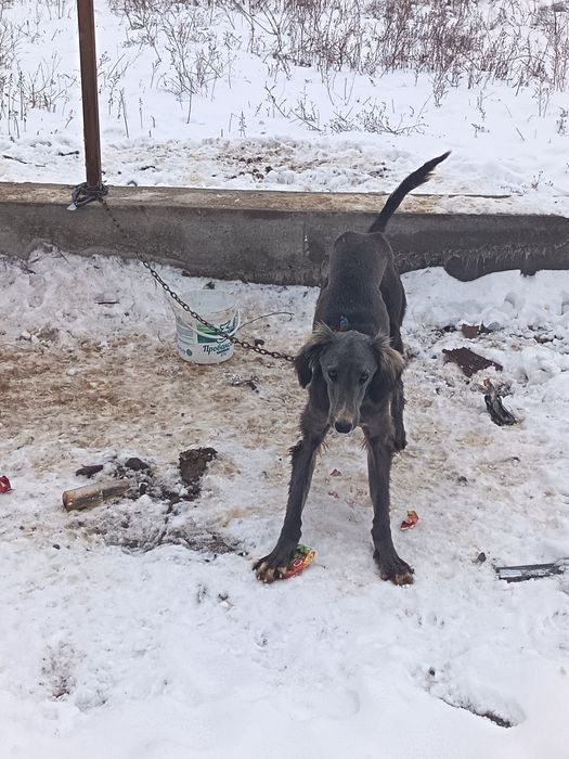 Тазы кушык сатылады