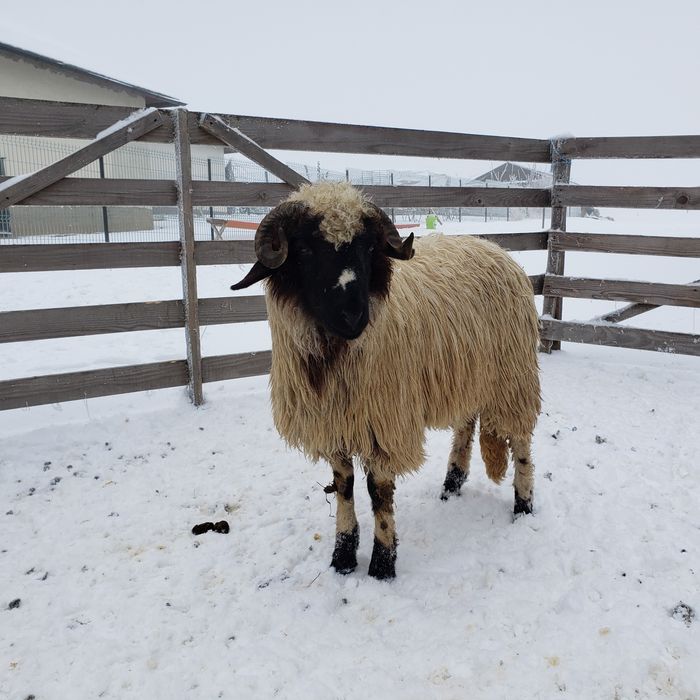 Vând mieluţe breze