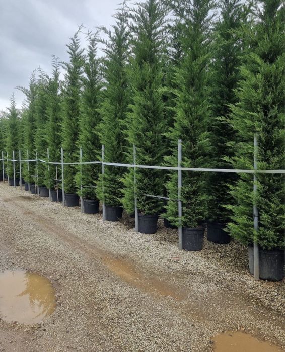 Leylandii gard viu vesnic verde 1m - 4m