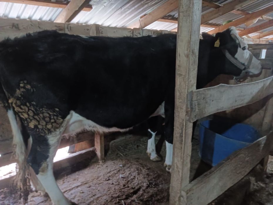 Сауын сиыр чернопёстрый.