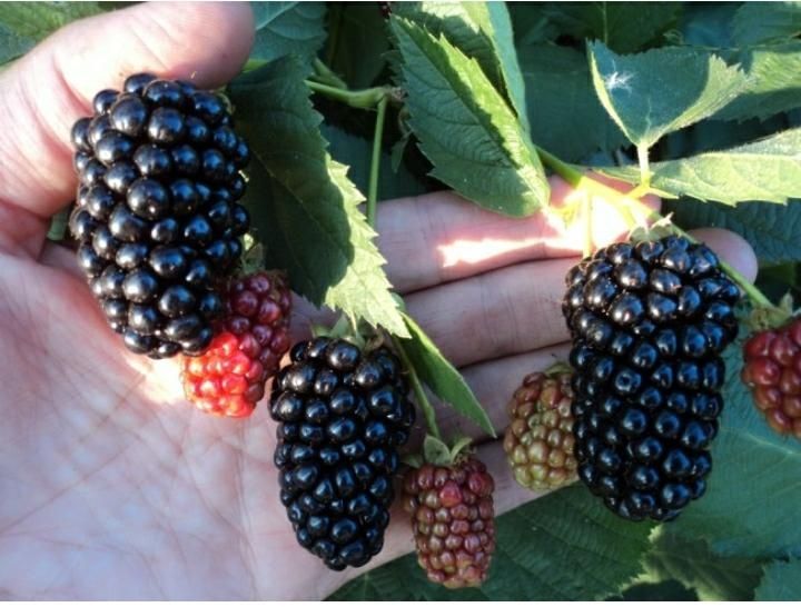 Ежевика  разных сортов