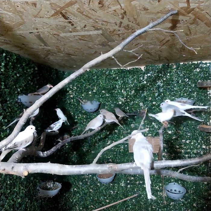 Vand turturele diamant