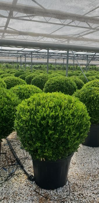 Vindem catalpa și diferite specii de plante ornamentale