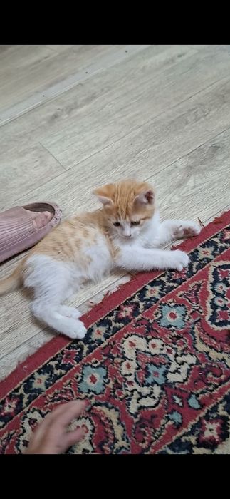 Котенок красавчик Русик в добрые руки!