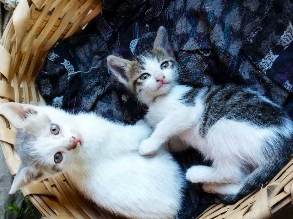 Сладкото котенце търси нов дом