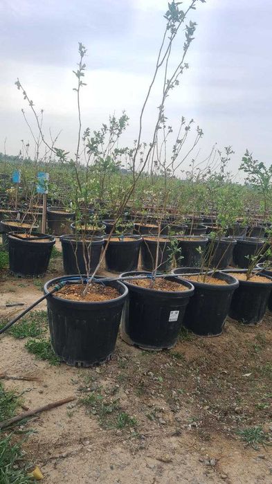 Голубика кучатлари сотувда