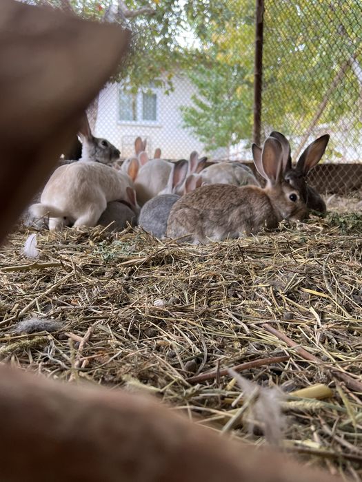 Кролики домашние разных размеров