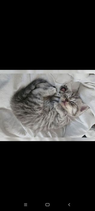 Шотланские 1 месяц и 2 недели.