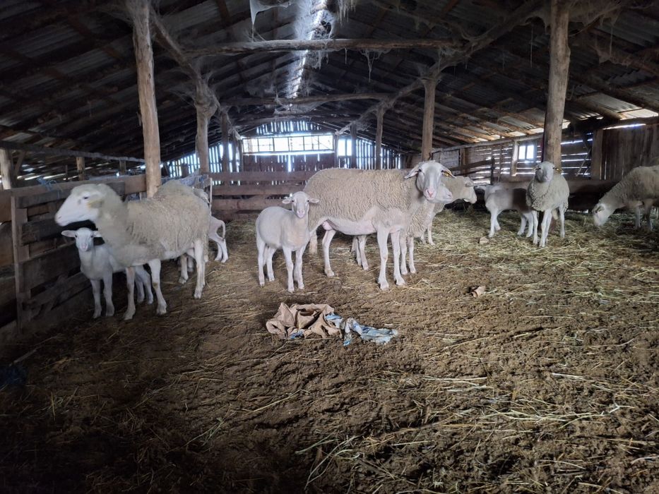 Oi lacune cu miei după ele