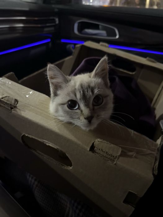 Продам Тайскую кошку 7 месяцев