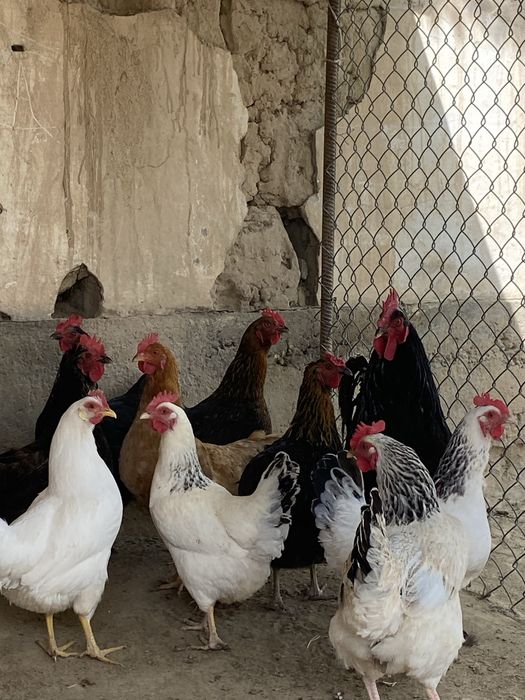 Тауықтар сатылады