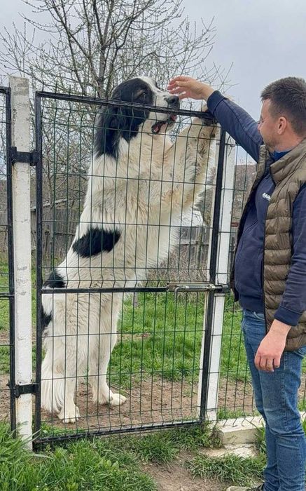 Ciobanesc de bucovina