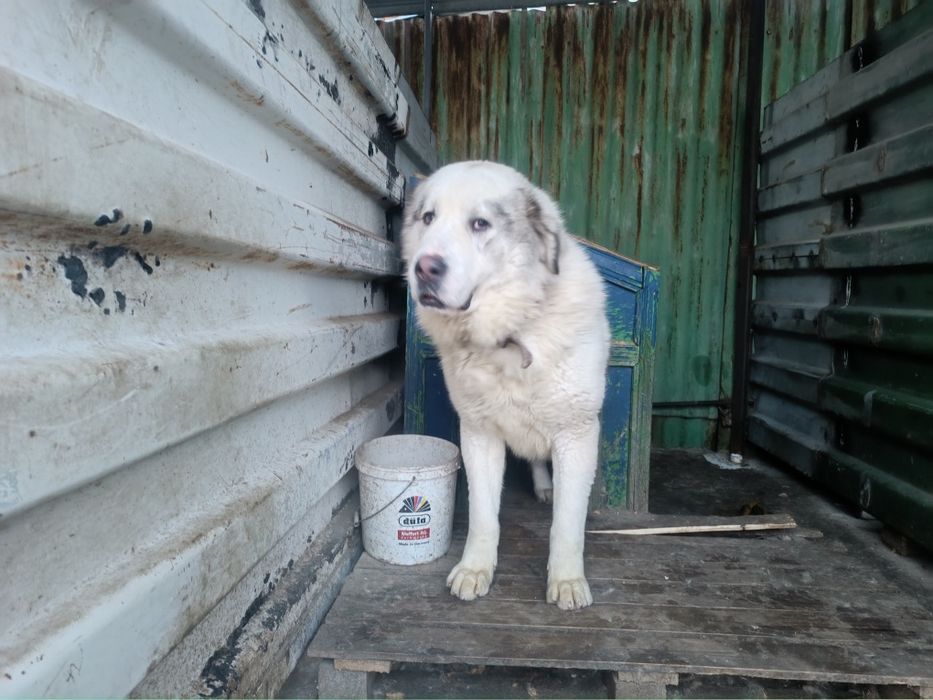 Продаются собаки .порода алабай