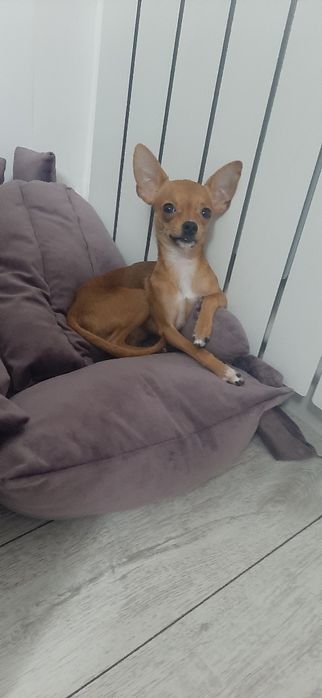 Красавец Чихуахуа мини "Ричи" ищет невесту для романтических отношений