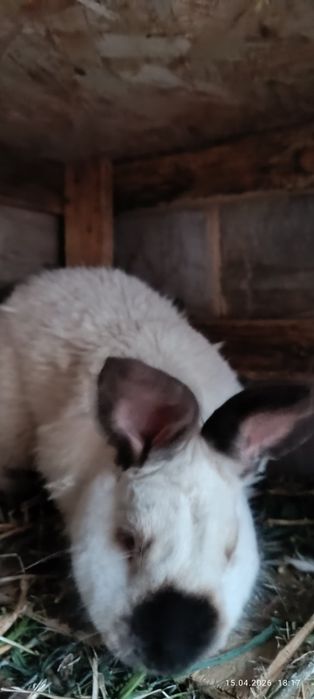 Чистапародная крол рабочий