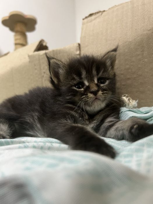 Чистокровные котята мейн кун