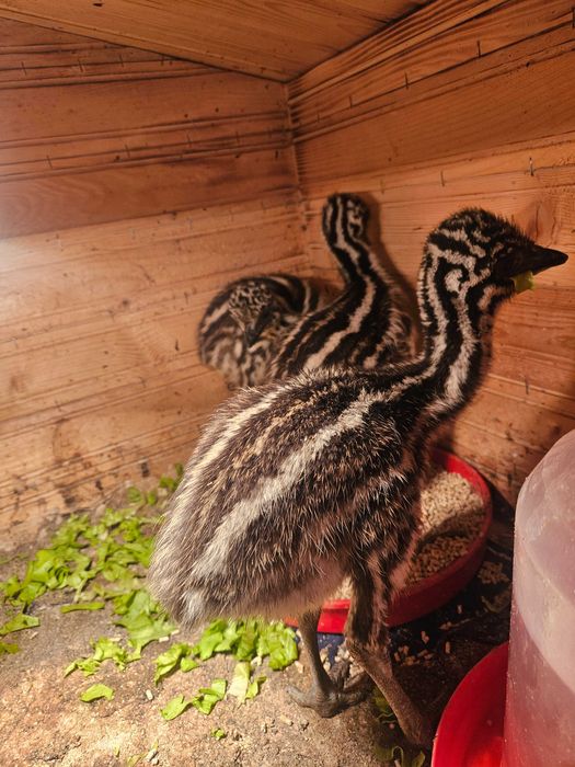 Ему - 4 бебетата и две големи