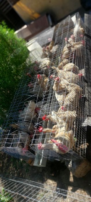 Продаётся кури в месте клеткой