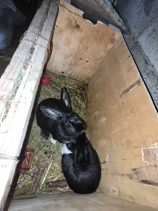 Iepuri varsta 8 luni 1 an