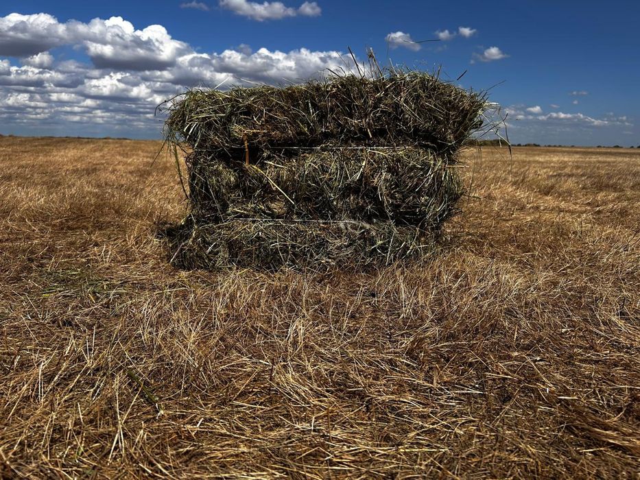Продам сено луговое