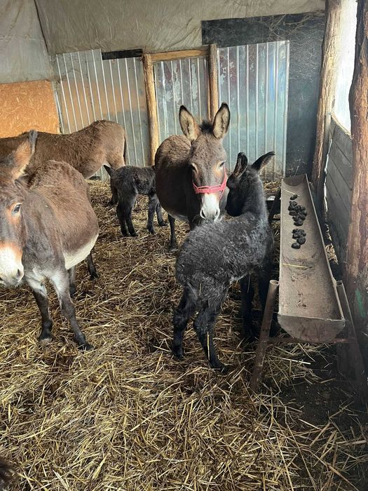 Vand magarite cu lapte